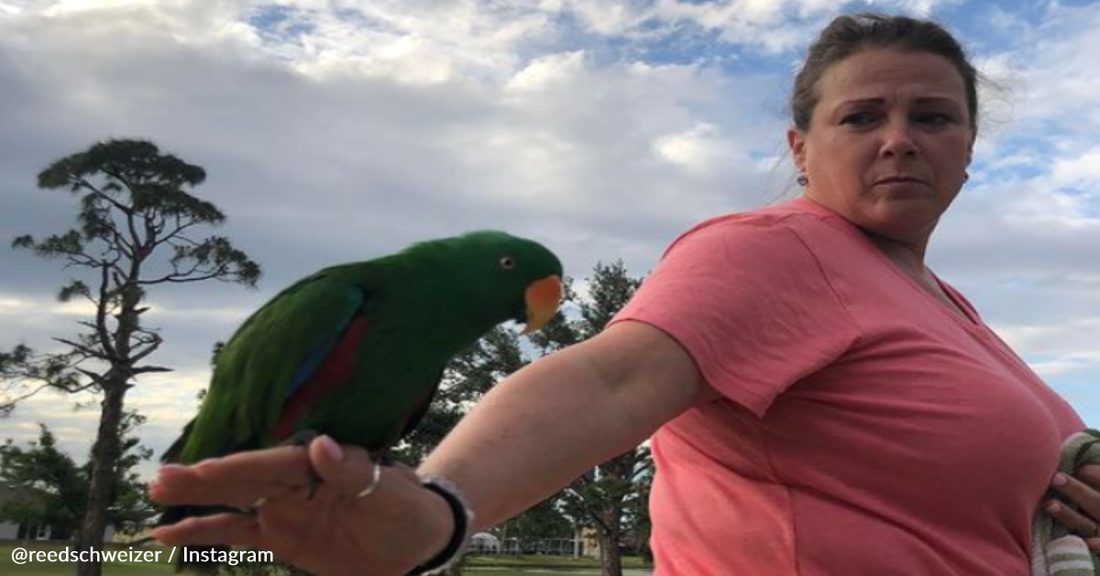 Clever Runaway Parrot Uses His Voice To Find His Way Back Home