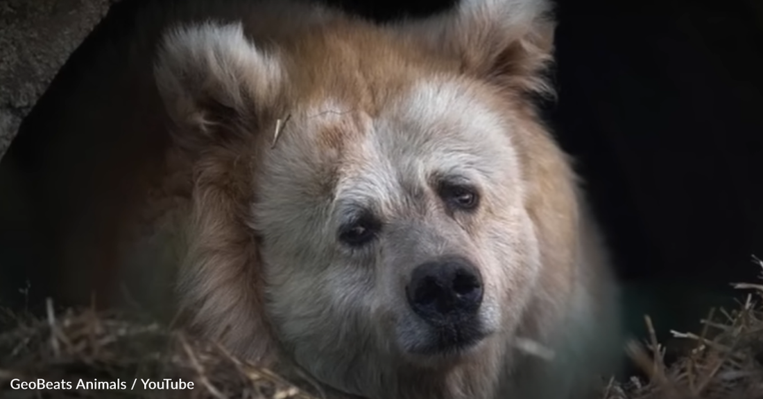 Elderly Circus Bear Finally Gets A Taste Of Freedom After 20 Years Behind Bars