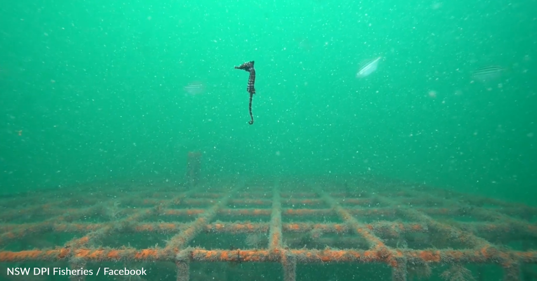 Scientists Release Hundreds Of Endangered Seahorses Into The Wild