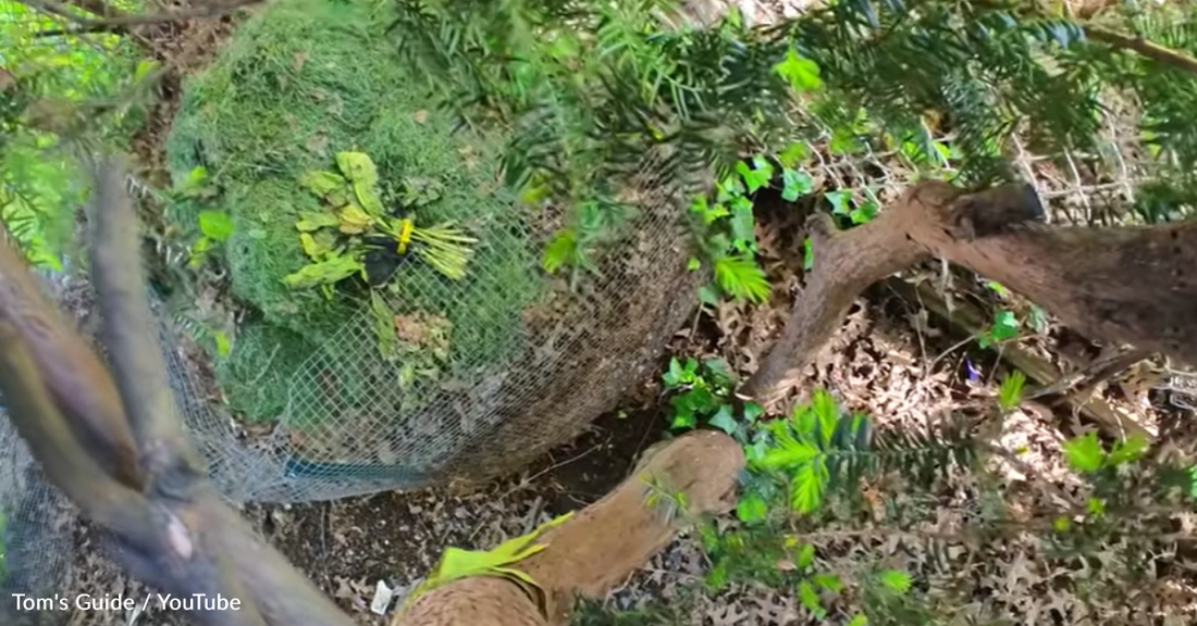 Man Straps Action Camera To Cat's Collar And Sees The World Through His Eyes