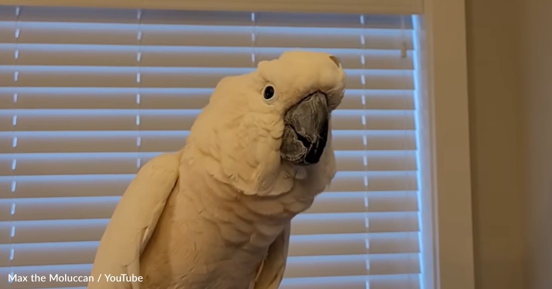 Cockatoo Throws A Massive Tantrum Over An Apple