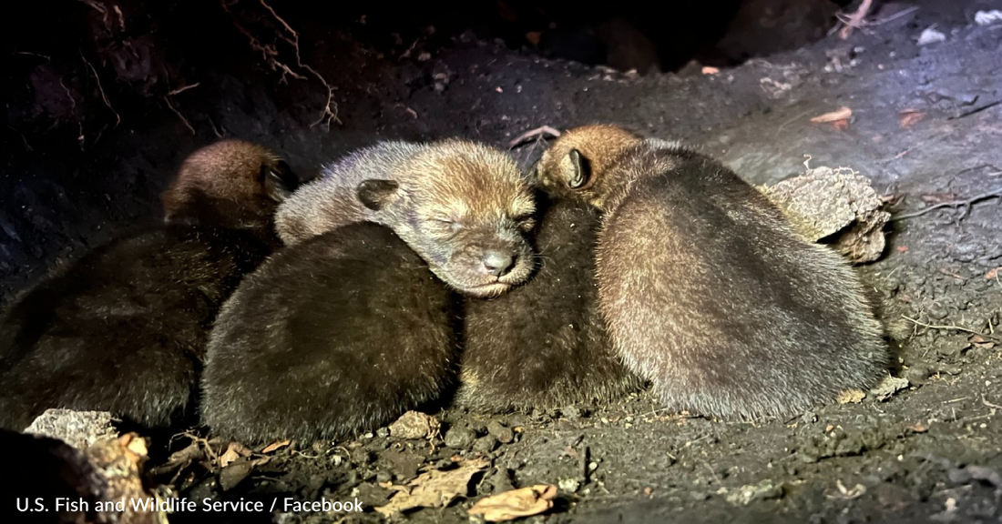 Conservationists Celebrate Litter Of Endangered Red Wolf Pups Born In North Carolina