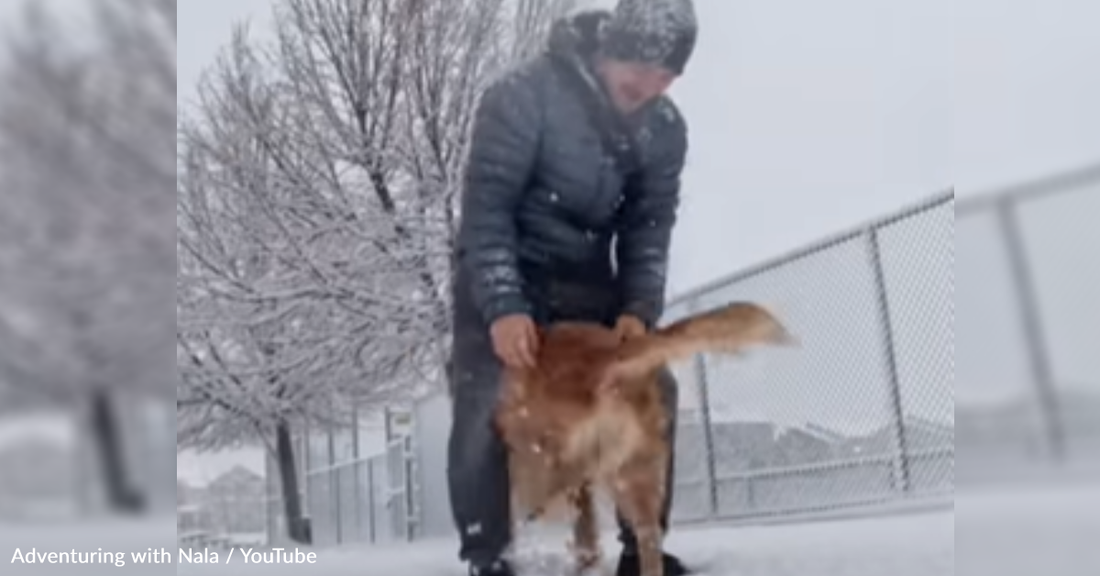 Dad And Golden Retriever Perform Adorable "Stompy" Dance Every Day