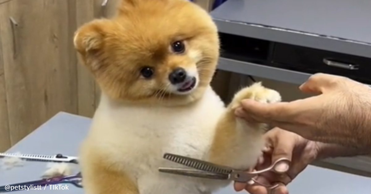 Pet Groomer Takes The Internet By Storm With Hilarious Pomeranian ...