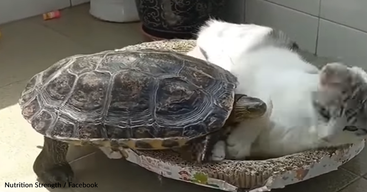 Cat And Turtle Snuggle Up For A Midday Nap | The Animal Rescue Site