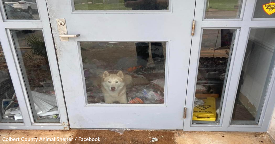 Husky Breaks Out Of Animal Shelter Kennel And Throws Night-Long Party