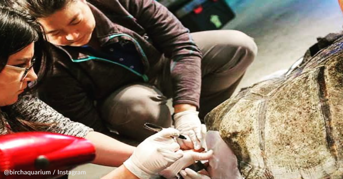 Scientists Check In On Sea Turtle With First 3D Printed Shell Brace ...