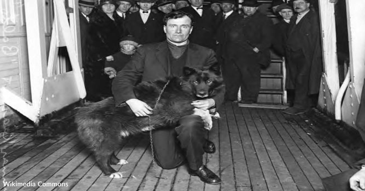 Balto DNA Study Reveals How Balto The Famous Sled Dog Was So Tough | The ...
