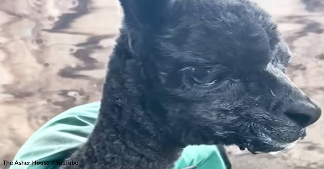 Dog Rescuer Takes In Newborn Alpaca Who Was Rejected By Mom