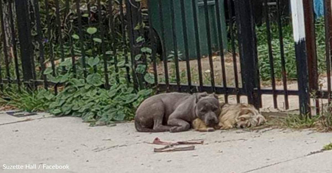 Abandoned Pit Bull Snuggles With His Yorkie Friend While Waiting For S ...