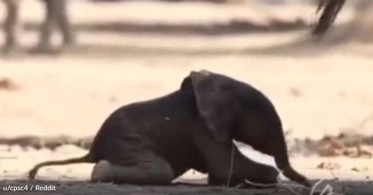 Watch Newborn Baby Elephant Take His Very First Steps