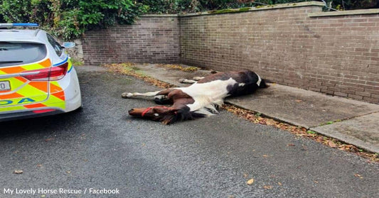 Neglected Horse "Left To Die" Becomes Prize-Winning Show Pony