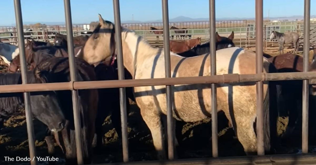 Woman Reunites Bonded Wild Mustangs Separated During Round-Up