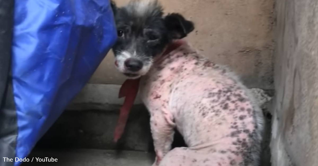 Hairless Street Dog Is Unrecognizable After Being Adopted