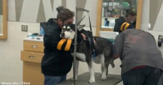 Groomers Go The Extra Mile To Care For Rescue Husky During Haircut