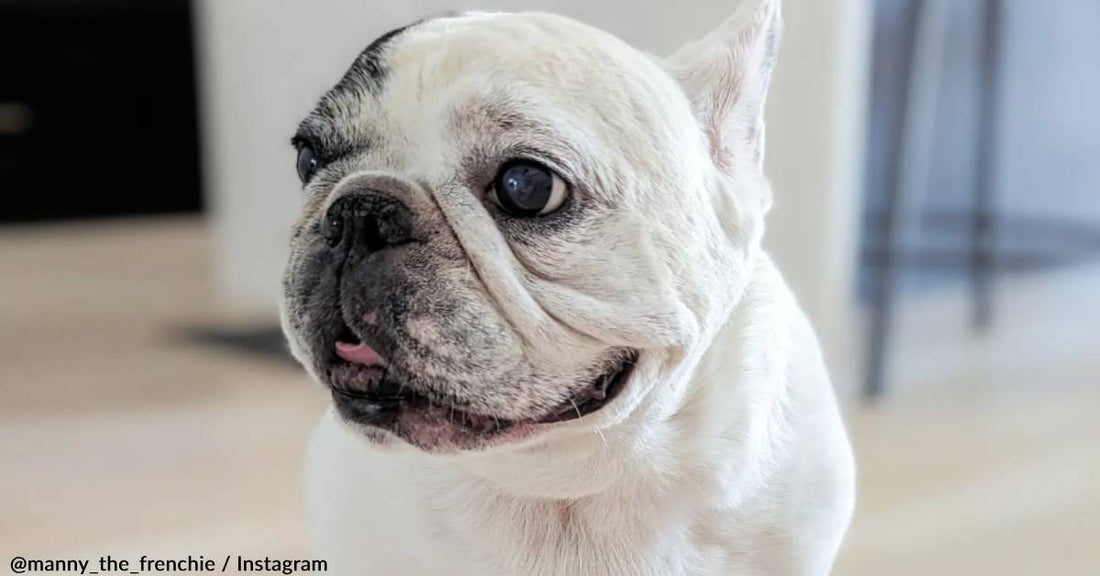 Famous French Bulldog 'Manny' Dies At 12