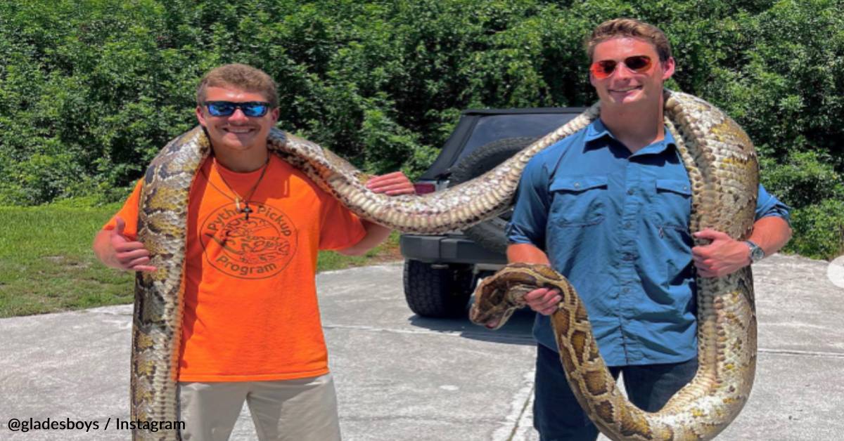 Men Trap Word Record-Breaking Burmese Python In Florida Everglades ...