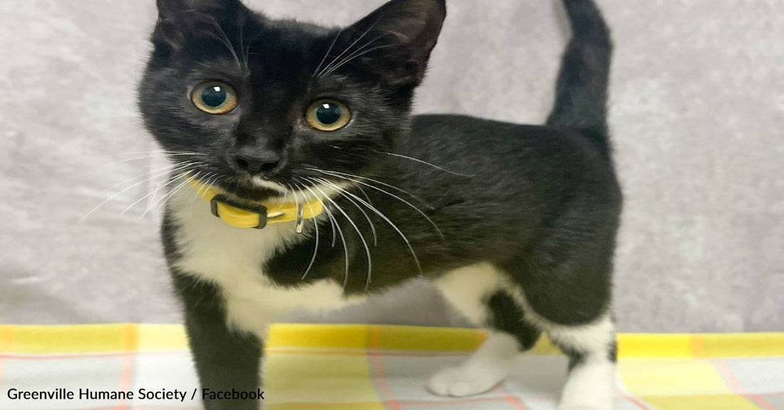 Blind Three-Legged Kitten Finds Forever Home On National Kitten Day