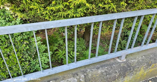 Can You Find The Cat Hiding In These Bushes?