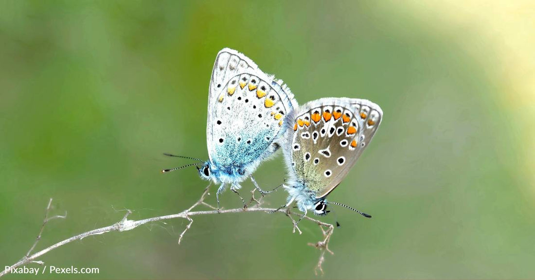 Climate Change Threatens Small-Winged And Lighter Colored Butterflies