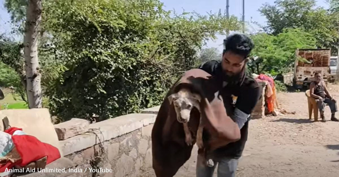 Rescuers Save Old Dog Dying From Mange On The Streets