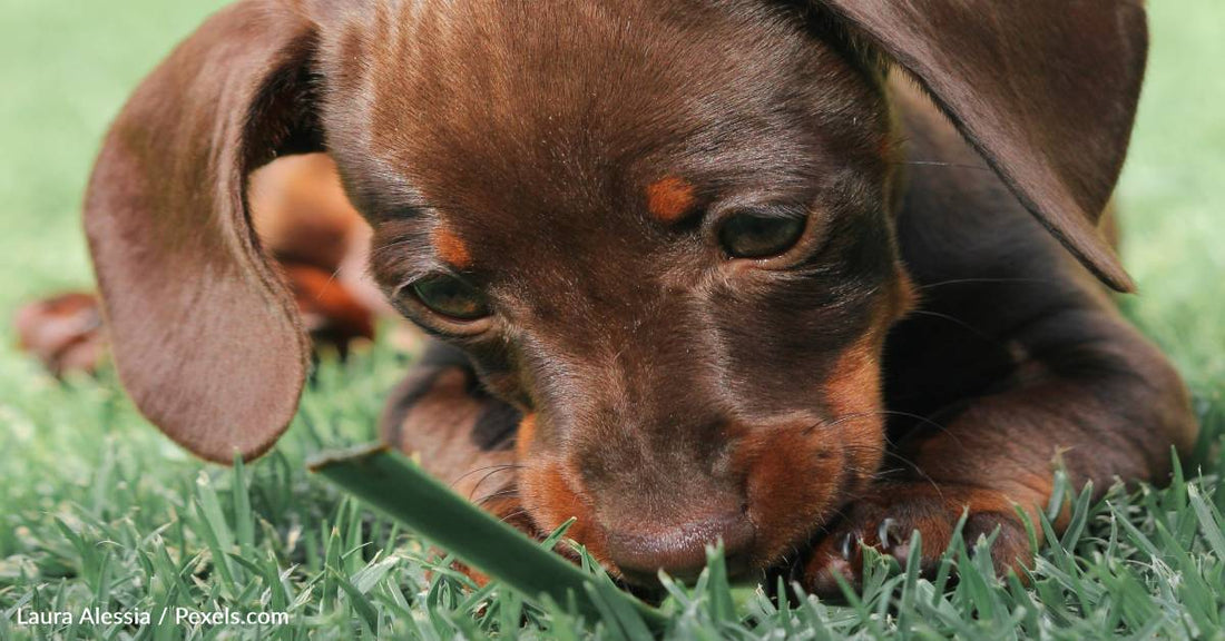 Why Do Dogs Eat Grass?