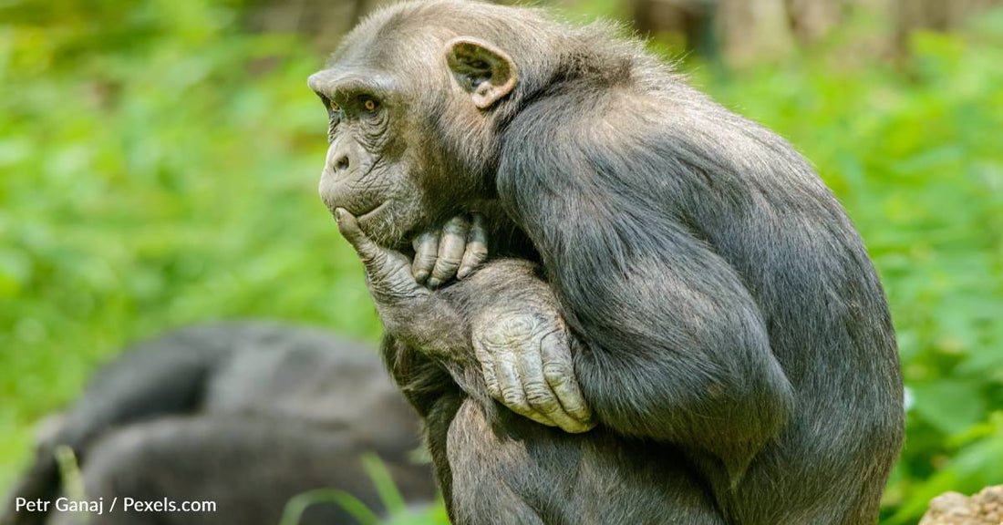 Rainforest Chimpanzees Learn How To Dig Wells For Water From 'Immigrant Chimp'