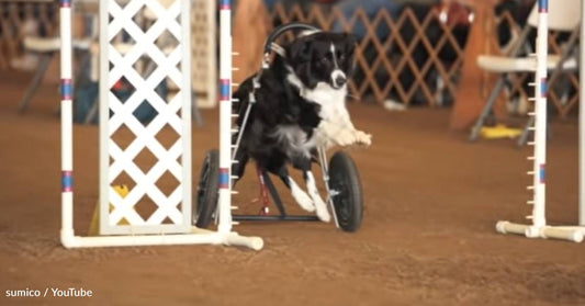 Former Agility Dog Runs Competition After Injury Leaves Her Paralyzed