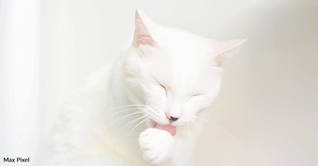 Here's What A Cat's Tongue Looks Like Under A Microscope