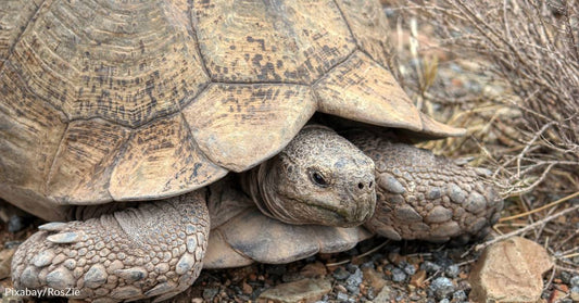 Nearly 300 Desert Tortoises are Currently in Need of Happy Homes in Southern Arizona