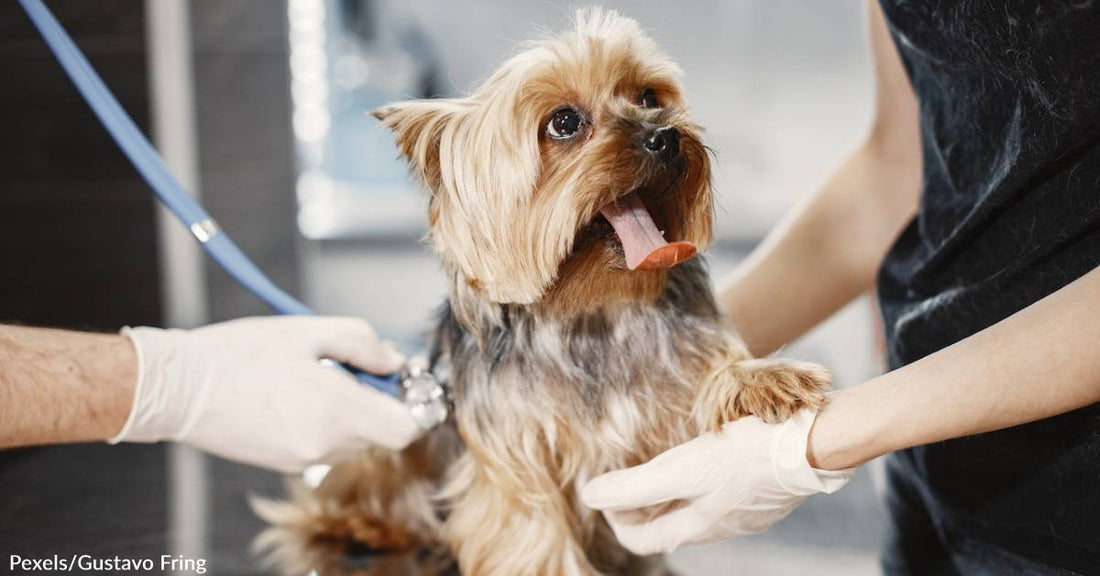 Annual Veterinary Conference Morphs into Free Clinic for Pets of Denver’s Homeless Population