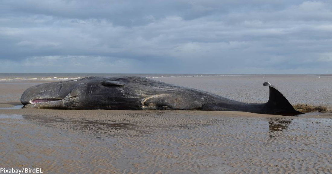 Is Online Shopping Contributing to Whale Deaths?