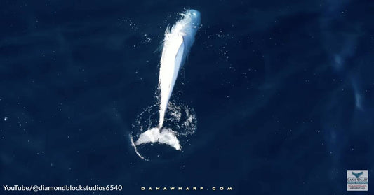 Rare White Dolphin Spotted by Whale Watchers Off California's Dana Point