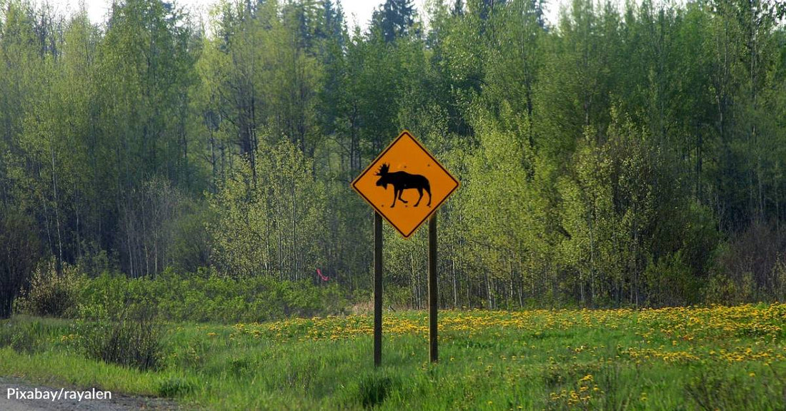 Wildlife Crossings in Canada Reduce Collisions with Animals by 80-96 Percent!