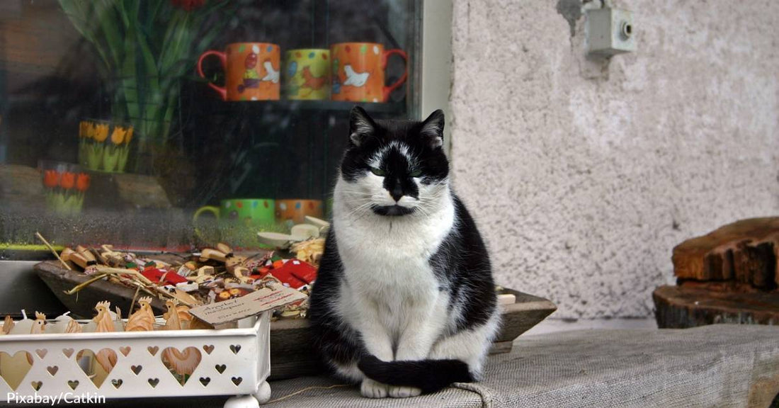 Hard Hat Cats Helps Feral Kitties Find Stable Working Positions in NYC