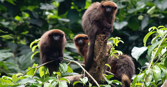 Thousands Of Species Face An Existential Crisis Due To Burning Of Amazon Rainforest