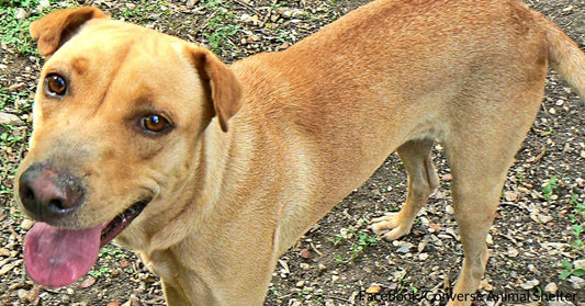 Dog Who Spent His Entire 10 Years Of Life In Shelter Finally Has A Place To Call Home