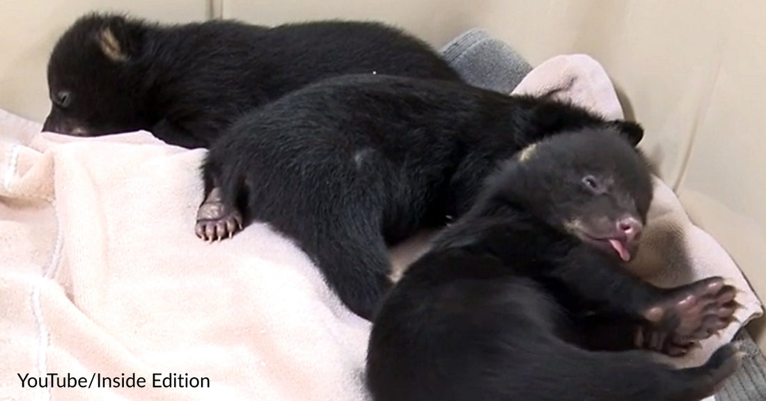 3 Newborn Bear Cubs Are Being Nursed Back To Health After Their Mom Died