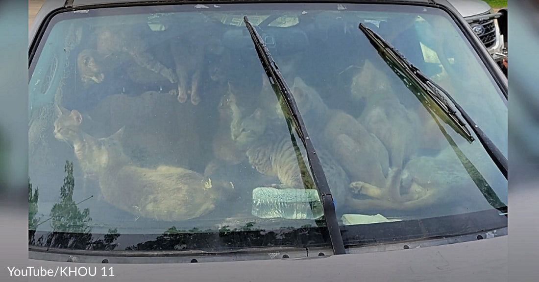 47 Cats Are Rescued From Sweltering Hot Car At Rest Stop