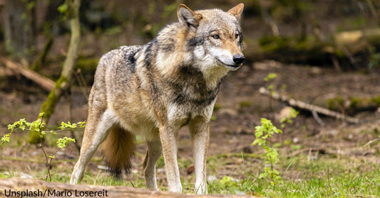 Coyote Grabs Dog By The Neck, Owner Runs Inside To Get Her ‘Secret Weapon’