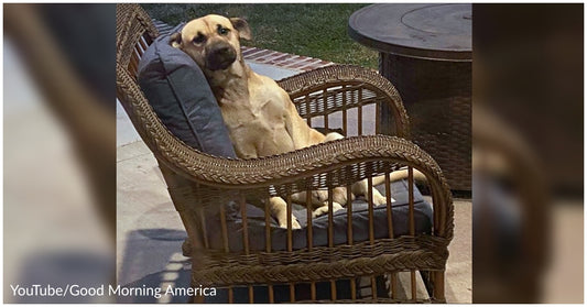 Dog Showed Up On Woman’s Patio Chair & Refused To Leave Until He Was Adopted