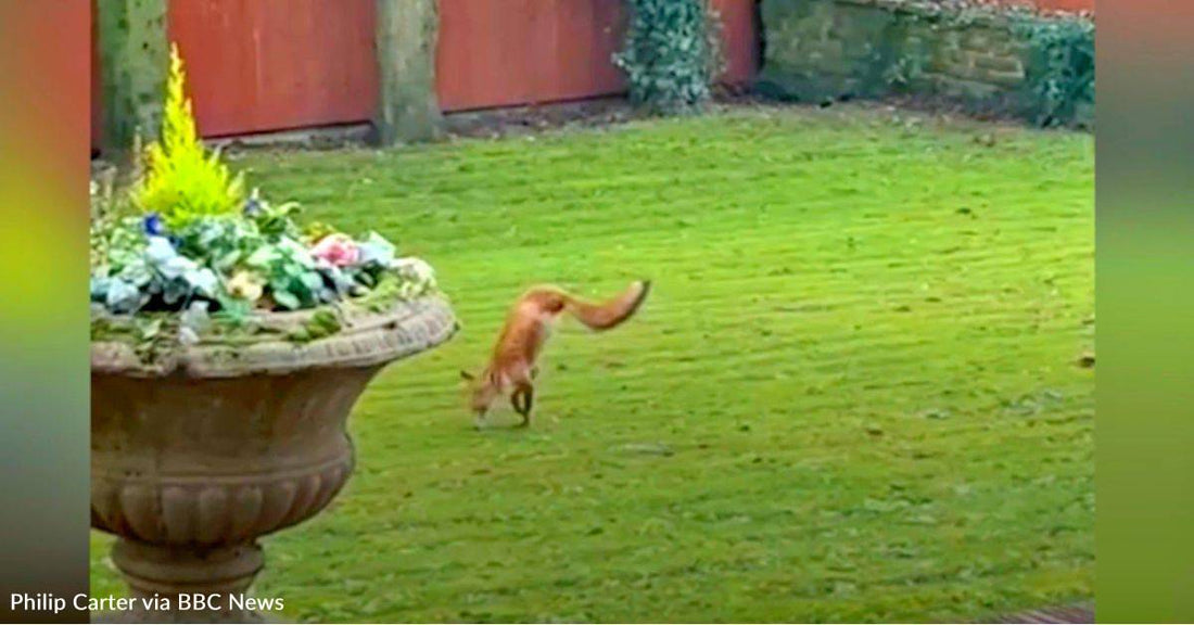 Two-Legged Fox Blowing People's Minds for its Balance and Agility