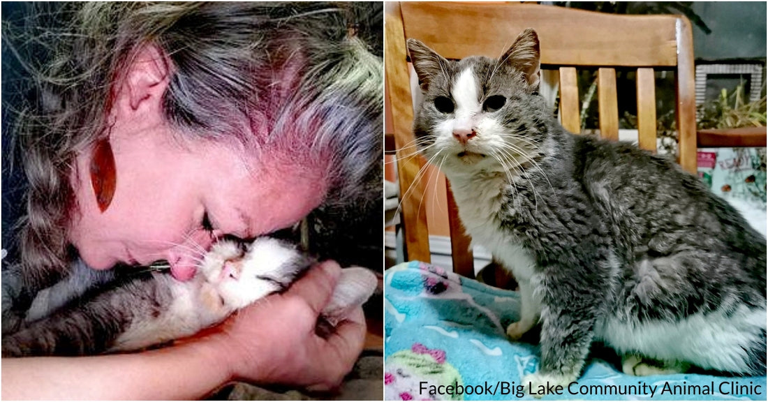 Good Samaritan Rescues Senior Cat Who Was Frozen To The Ground, Unable To Move