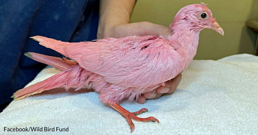 Struggling Pigeon Saved After He Was Dyed Pink For Gender Reveal & Tossed Onto Streets