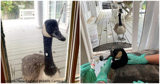 Goose Taps On Animal Hospital’s Door, Comes To Comfort Injured Mate