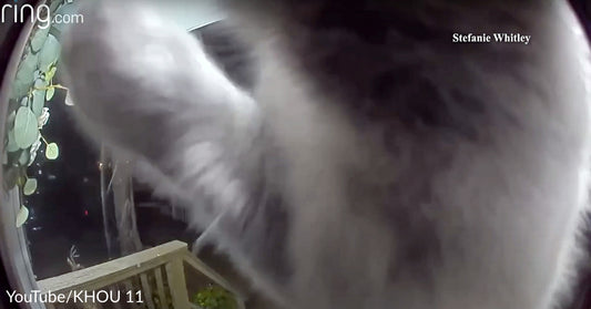 Missing Cat Rings Her Family’s Doorbell Weeks Later, Frantically Meows To Be Let In