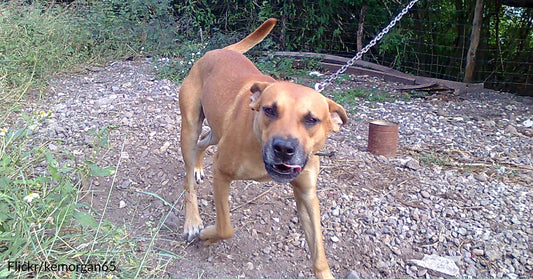 Dog Used As Bait Is Freed From Heavy Chain For First Time In Her Life