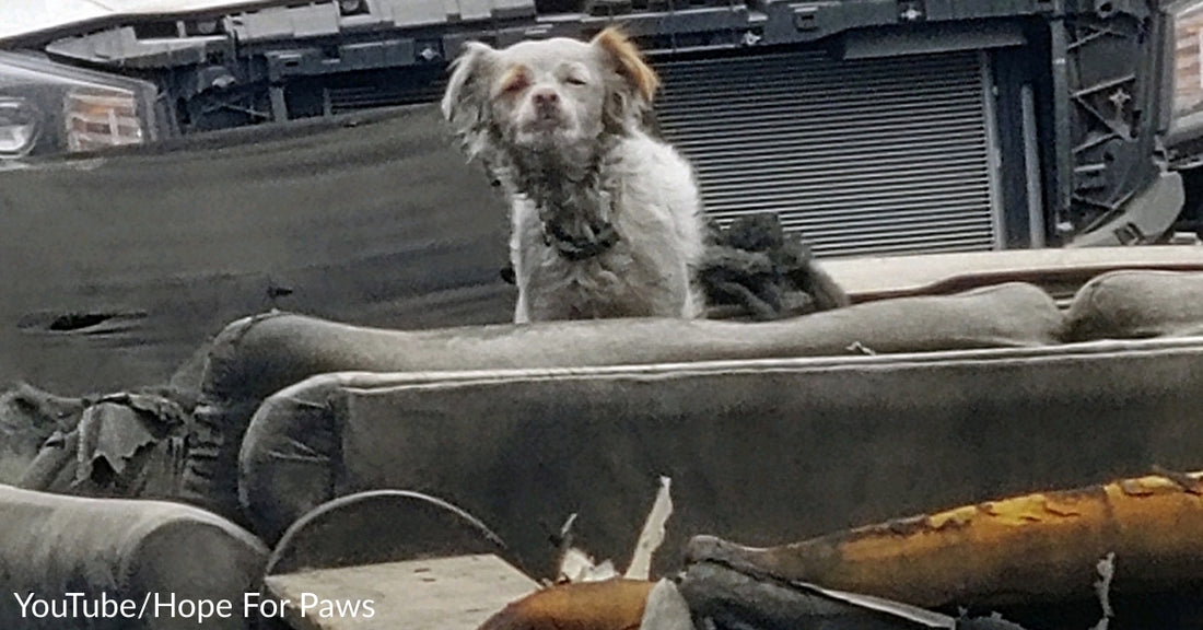 Dumped Dog Covered In Soot & Ash Spent Her Nights Sleeping Outside On An Old Burnt Couch