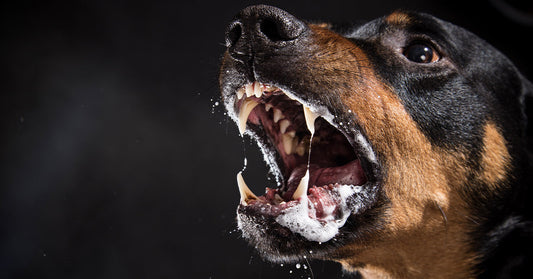 Close-up of a snarling dog with bared teeth and foamy saliva around its mouth against a dark background.