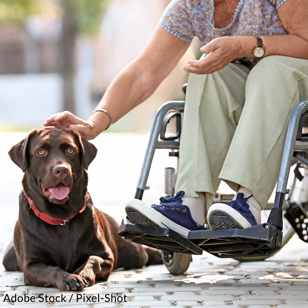 Helper Dogs Example Take the Assistance Dog Pledge | The Animal Rescue Site